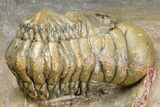 Zlichovaspis Trilobite With Crotalocephalina & Reedops #381179-11